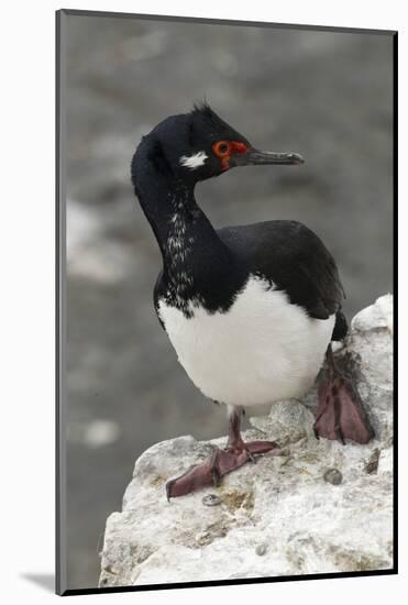 Rock Cormorant-Joe McDonald-Mounted Photographic Print