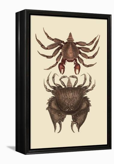 Rock Crab-Mark Catesby-Framed Stretched Canvas