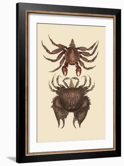 Rock Crab-Mark Catesby-Framed Art Print