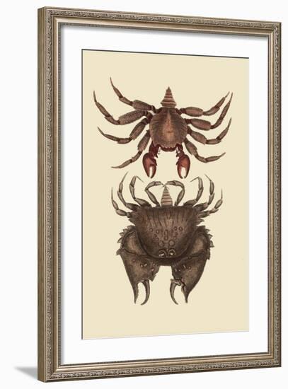 Rock Crab-Mark Catesby-Framed Art Print