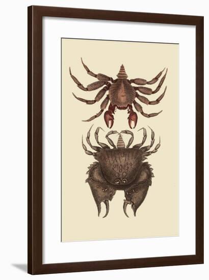 Rock Crab-Mark Catesby-Framed Art Print