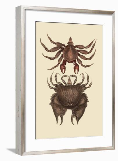 Rock Crab-Mark Catesby-Framed Art Print