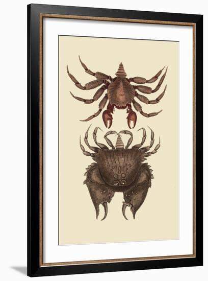 Rock Crab-Mark Catesby-Framed Art Print