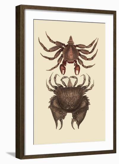 Rock Crab-Mark Catesby-Framed Art Print