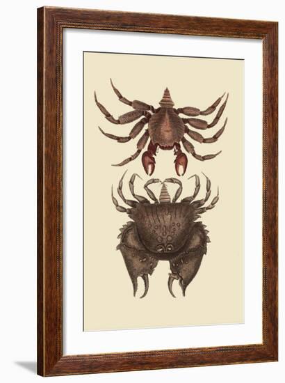 Rock Crab-Mark Catesby-Framed Art Print