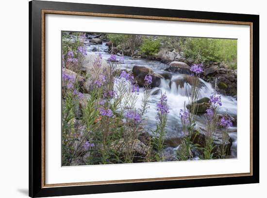 Rock Creek, Pioneer Mountains, Beaverhead-Deer Lodge National Forest, Montana, USA-Chuck Haney-Framed Photographic Print