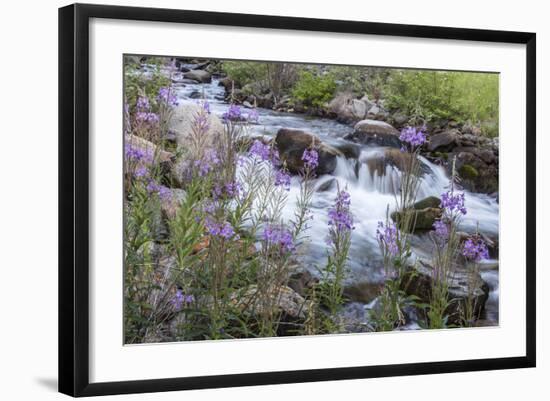 Rock Creek, Pioneer Mountains, Beaverhead-Deer Lodge National Forest, Montana, USA-Chuck Haney-Framed Photographic Print