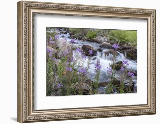 Rock Creek, Pioneer Mountains, Beaverhead-Deer Lodge National Forest, Montana, USA-Chuck Haney-Framed Photographic Print