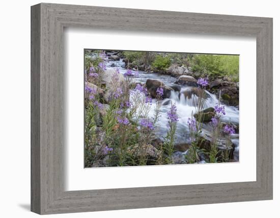 Rock Creek, Pioneer Mountains, Beaverhead-Deer Lodge National Forest, Montana, USA-Chuck Haney-Framed Photographic Print