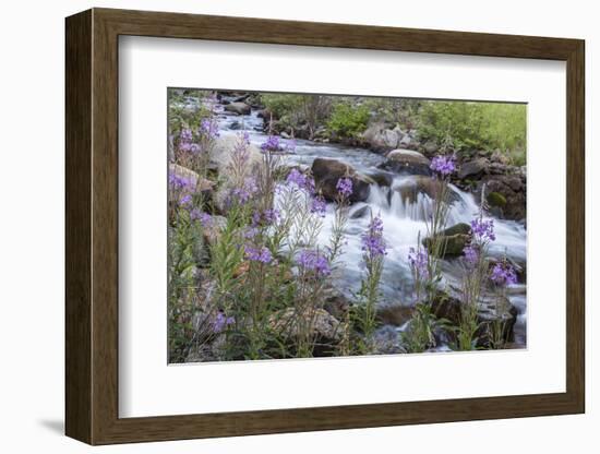 Rock Creek, Pioneer Mountains, Beaverhead-Deer Lodge National Forest, Montana, USA-Chuck Haney-Framed Photographic Print