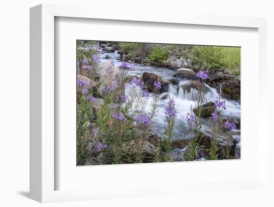 Rock Creek, Pioneer Mountains, Beaverhead-Deer Lodge National Forest, Montana, USA-Chuck Haney-Framed Photographic Print