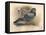 Rock Dove (Columba livia), c1900, (1900)-Charles Whymper-Framed Premier Image Canvas