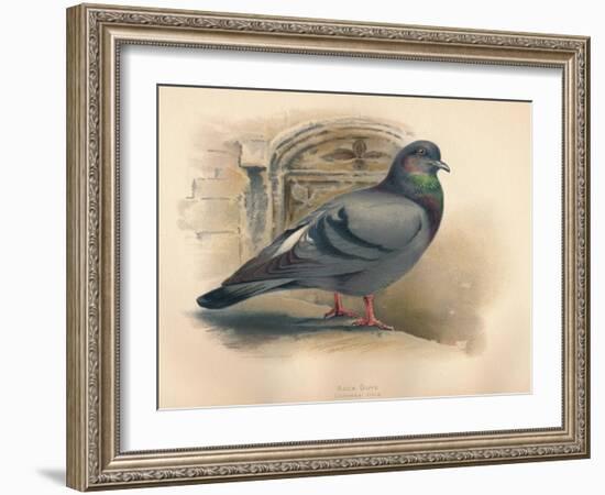 Rock Dove (Columba livia), c1900, (1900)-Charles Whymper-Framed Giclee Print