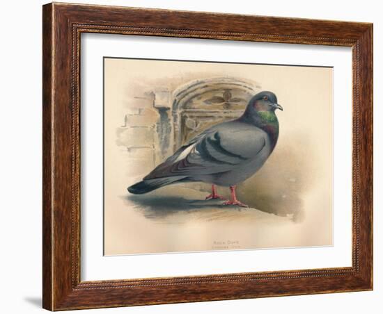 Rock Dove (Columba livia), c1900, (1900)-Charles Whymper-Framed Giclee Print