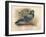 Rock Dove (Columba livia), c1900, (1900)-Charles Whymper-Framed Giclee Print