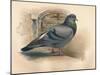 Rock Dove (Columba livia), c1900, (1900)-Charles Whymper-Mounted Giclee Print