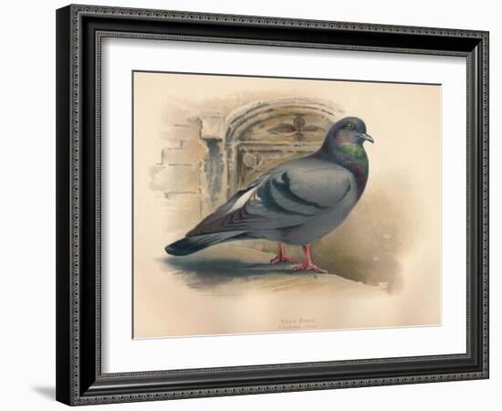 Rock Dove (Columba livia), c1900, (1900)-Charles Whymper-Framed Giclee Print