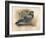 Rock Dove (Columba livia), c1900, (1900)-Charles Whymper-Framed Giclee Print