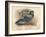 Rock Dove (Columba livia), c1900, (1900)-Charles Whymper-Framed Giclee Print