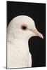 Rock Dove-null-Mounted Photographic Print