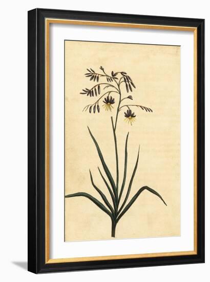 Rock Flower of New South Wales, Australia. ,1800 (Engraving)-Thomas Watling-Framed Giclee Print