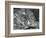 Rock Formation, 1970-Brett Weston-Framed Photographic Print