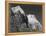 Rock Formation Against Dark Sky "Zion National Park 1941" Utah. 1941-Ansel Adams-Framed Stretched Canvas