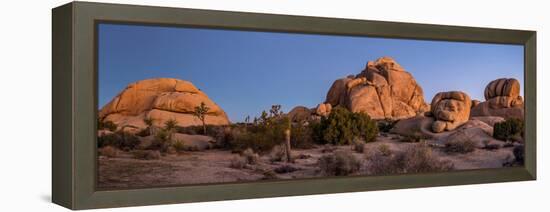 Rock formations on landscape with Juniper and Joshua Trees, Joshua Tree National Park, Californi...-null-Framed Premier Image Canvas