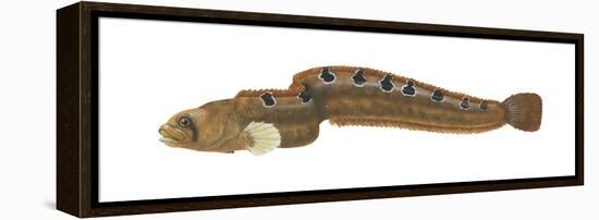 Rock Gunnel (Pholis Gunnellus), Fishes-Encyclopaedia Britannica-Framed Stretched Canvas