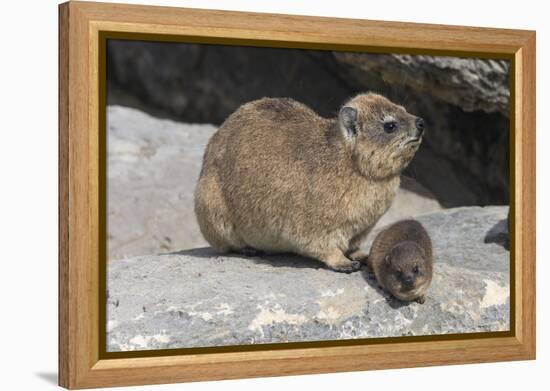 Rock Hyrax (Dassie) (Procavia Capensis), with Baby, De Hoop Nature Reserve, Western Cape, Africa-Ann & Steve Toon-Framed Premier Image Canvas