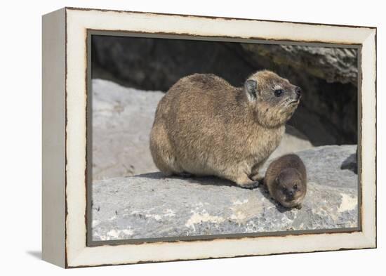 Rock Hyrax (Dassie) (Procavia Capensis), with Baby, De Hoop Nature Reserve, Western Cape, Africa-Ann & Steve Toon-Framed Premier Image Canvas