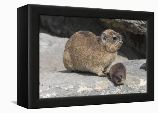 Rock Hyrax (Dassie) (Procavia Capensis), with Baby, De Hoop Nature Reserve, Western Cape, Africa-Ann & Steve Toon-Framed Premier Image Canvas