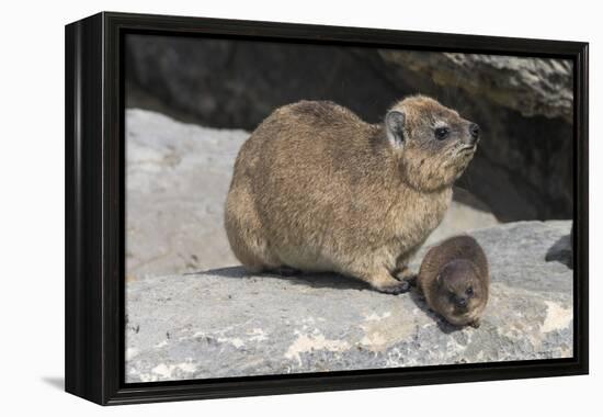 Rock Hyrax (Dassie) (Procavia Capensis), with Baby, De Hoop Nature Reserve, Western Cape, Africa-Ann & Steve Toon-Framed Premier Image Canvas