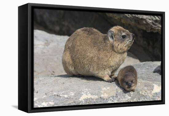 Rock Hyrax (Dassie) (Procavia Capensis), with Baby, De Hoop Nature Reserve, Western Cape, Africa-Ann & Steve Toon-Framed Premier Image Canvas