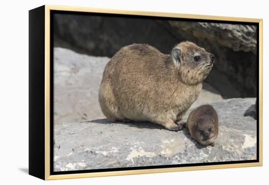 Rock Hyrax (Dassie) (Procavia Capensis), with Baby, De Hoop Nature Reserve, Western Cape, Africa-Ann & Steve Toon-Framed Premier Image Canvas