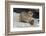 Rock Hyrax (Dassie) (Procavia Capensis), with Baby, De Hoop Nature Reserve, Western Cape, Africa-Ann & Steve Toon-Framed Photographic Print