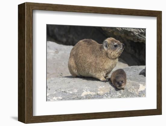 Rock Hyrax (Dassie) (Procavia Capensis), with Baby, De Hoop Nature Reserve, Western Cape, Africa-Ann & Steve Toon-Framed Photographic Print