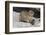 Rock Hyrax (Dassie) (Procavia Capensis), with Baby, De Hoop Nature Reserve, Western Cape, Africa-Ann & Steve Toon-Framed Photographic Print