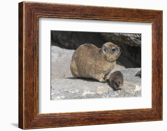 Rock Hyrax (Dassie) (Procavia Capensis), with Baby, De Hoop Nature Reserve, Western Cape, Africa-Ann & Steve Toon-Framed Photographic Print