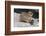 Rock Hyrax (Dassie) (Procavia Capensis), with Baby, De Hoop Nature Reserve, Western Cape, Africa-Ann & Steve Toon-Framed Photographic Print