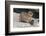 Rock Hyrax (Dassie) (Procavia Capensis), with Baby, De Hoop Nature Reserve, Western Cape, Africa-Ann & Steve Toon-Framed Photographic Print