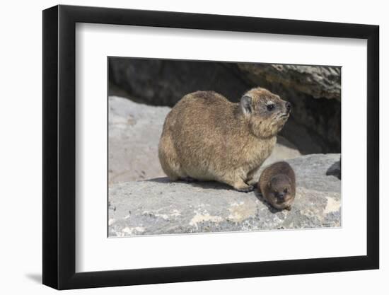 Rock Hyrax (Dassie) (Procavia Capensis), with Baby, De Hoop Nature Reserve, Western Cape, Africa-Ann & Steve Toon-Framed Photographic Print