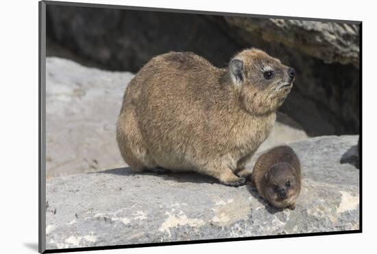 Rock Hyrax (Dassie) (Procavia Capensis), with Baby, De Hoop Nature Reserve, Western Cape, Africa-Ann & Steve Toon-Mounted Photographic Print