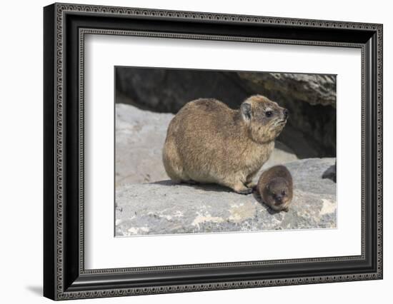 Rock Hyrax (Dassie) (Procavia Capensis), with Baby, De Hoop Nature Reserve, Western Cape, Africa-Ann & Steve Toon-Framed Photographic Print