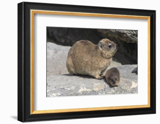 Rock Hyrax (Dassie) (Procavia Capensis), with Baby, De Hoop Nature Reserve, Western Cape, Africa-Ann & Steve Toon-Framed Photographic Print