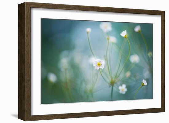 Rock Jasmine-Jacky Parker-Framed Giclee Print