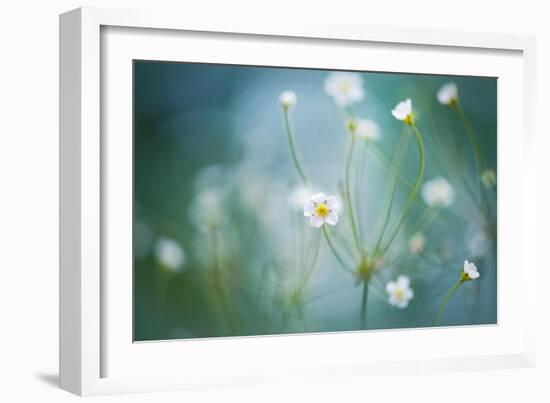 Rock Jasmine-Jacky Parker-Framed Giclee Print