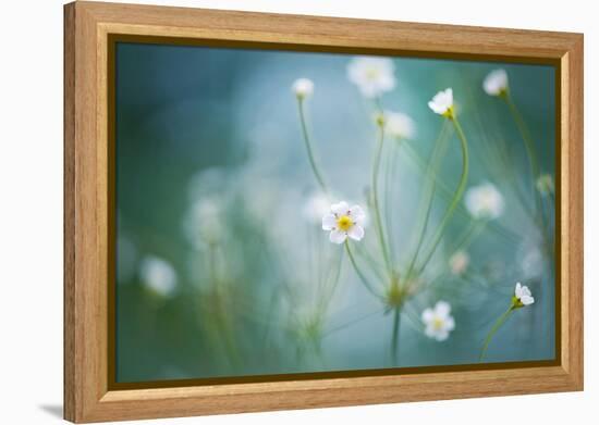 Rock Jasmine-Jacky Parker-Framed Premier Image Canvas