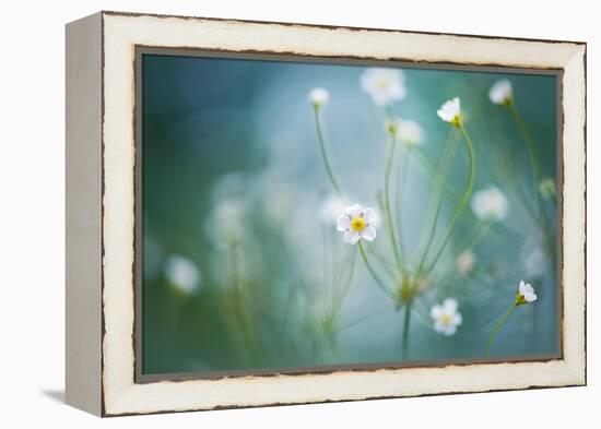 Rock Jasmine-Jacky Parker-Framed Premier Image Canvas