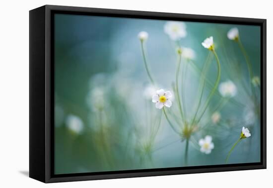 Rock Jasmine-Jacky Parker-Framed Premier Image Canvas